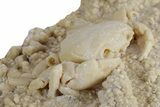 Fossil Crab (Potamon) Preserved in Travertine - Turkey #351022-3